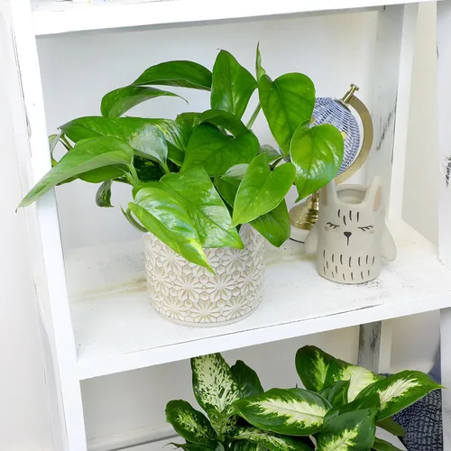 Miniatura 11 de Plantas de Pothos Vivas (4PK) Plantas de Interior Vivas Plantas de Casa, Planta de Pothos Viva Plantas de Casa, Planta de Dinero Pothos