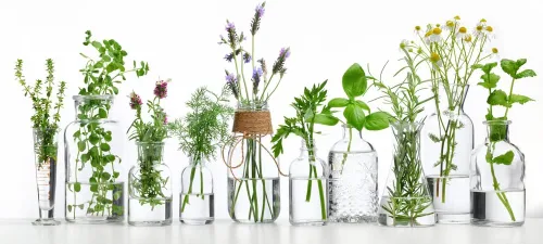Miniatura 3 de Kit de semillas de jardín de aceites esenciales - Cultivo de menta, árbol de té, lavanda, eucalipto, citronela, naranja
