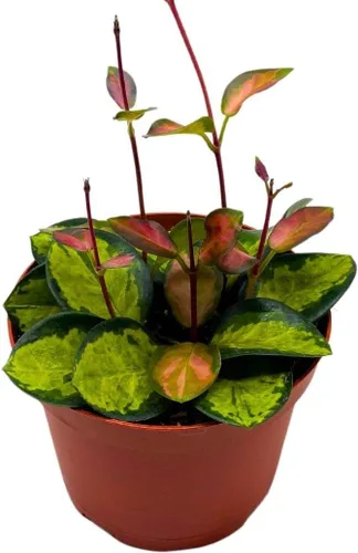 BubbleBlooms Hoya Australis abigarrada, Lisa tricolor, planta viva limitada muy rara, en maceta de 4 pulgadas