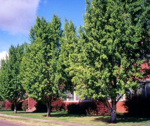 TomorrowSeeds - Semillas de árbol de ginkgo biloba - Más de 15 unidades - para plantar culantrillo de culantrillo fósil plata, albaricoque, nuez de