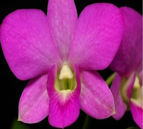 Miniatura 7 de PLANTA DE ORQUÍDEA DE DENDROBIO HAWAIANO 2" MACETA ~ CRECIR HAWAII