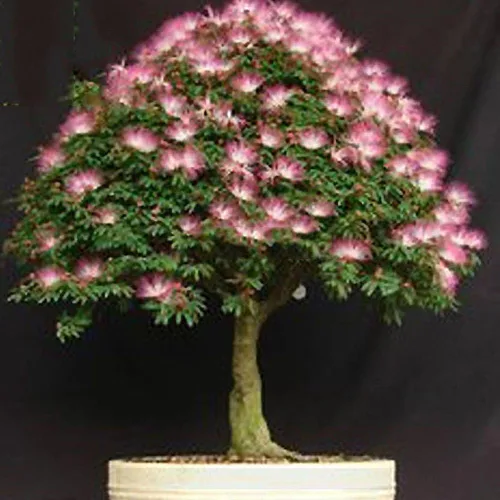 Miniatura 2 de Árbol de hilo de seda raro Albizzia Julibrissin Bonsai Nemu, 10 semillas, árbol ornamental de mimosa de flor de Albizia