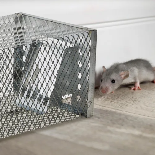Miniatura 4 de 1 trampa humana para ratas, trampa de ardilla viva para interiores y exteriores, pequeños roedores, ratones, ratones, ratones, hámsters, ardilla