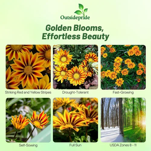 Miniatura 2 de Outsidepride New Day - Semillas de Gazania a rayas rojas para plantar, 25 piezas de semillas perennes, de bajo mantenimiento, tolerantes a la sequía