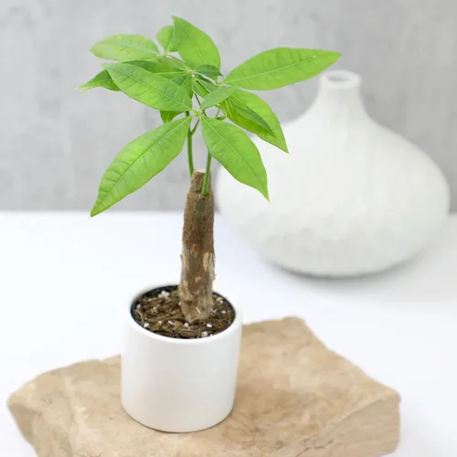 Miniatura 3 de Altman Plants, Planta de Árbol del Dinero Viva, Árbol del Dinero Pachira Aquatica, Árbol del Dinero Feng Shui Pachira Aquatica, Planta Pachira Árbol