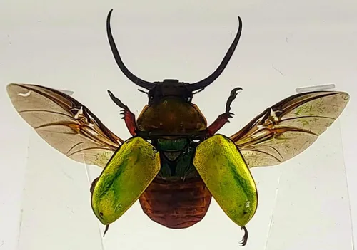 Miniatura 10 de Escarabajo británico Chafer de rosa real de 1.732 pulgadas en resina de lucita cristalina, muestra preservada de cetonia aurata, insectos