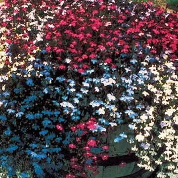 Miniatura 2 de Park Seed Lobelia - Semillas de plantas de flores, fáciles de cultivar, perfectas para jardín de primavera, Crystal Palace, paquete de 20