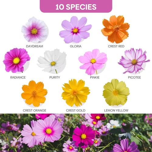 Miniatura 2 de Groundio Cosoms Seeds, 10 variedades de semillas de flores silvestres de 1 onza (mezcla de sensación, Candystripe, Gloria y Azufre Cosmos)
