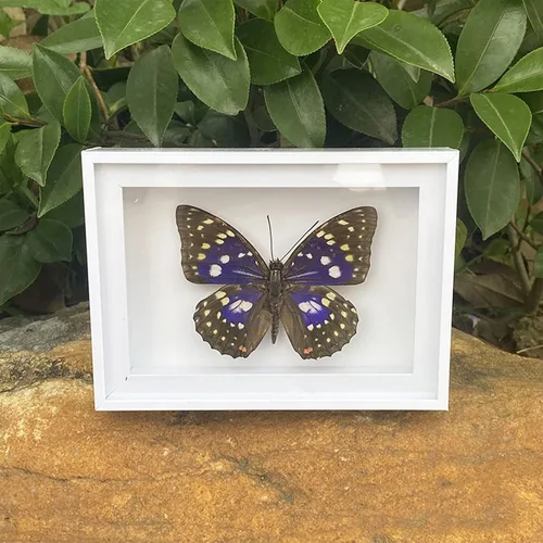 Miniatura 5 de 4 piezas de espécimen de mariposa, muestras de insectos de mariposa enmarcadas, suministros de taxidermia, caja de mariposa, regalo para hombres