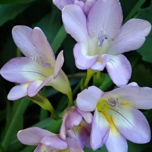Miniatura 3 de Fresia - Bulbos de flores "Delta River" – Flores moradas fragantes, ideales para flores cortadas y ramos, plantas perennes fáciles de cultivar
