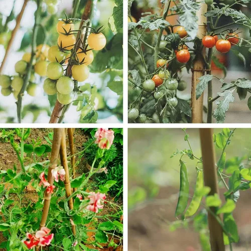 Miniatura 6 de COLOtime Estacas de bambú de 3 pies para plantas trepadoras de interior y exterior, palos de soporte para tomates, berenjenas, frijoles, paquete