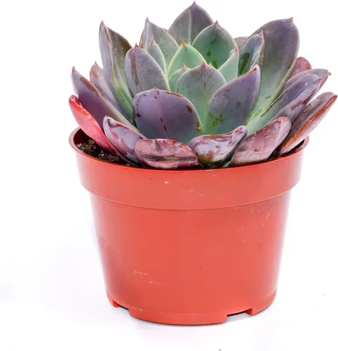 Miniatura 14 de Planta suculenta Echeveria viva – Suculenta Echeveria de 4 pulgadas totalmente arraigada (– Echeveria Borgoña Pearl)