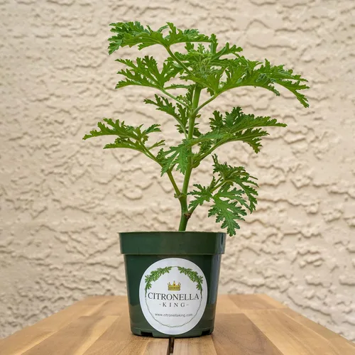 Miniatura 5 de 1 planta de citronela, planta repelente de mosquitos, prosperando en una maceta de vivero de 4