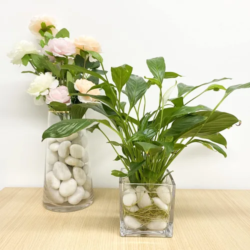 Miniatura 7 de FANTIAN Rocas blancas de río de 40 libras para paisajismo, guijarros pulidos de 1-2 pulgadas para plantas de interior, piedras blancas decorativas