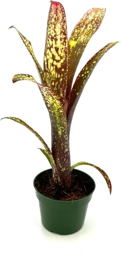 Miniatura 5 de ragnaroc Plantas vivas – Bromelia Billbergia Casa Blanca, 8-12" en maceta de 4" - 1 unidad - Llegada viva garantizada - Plantas