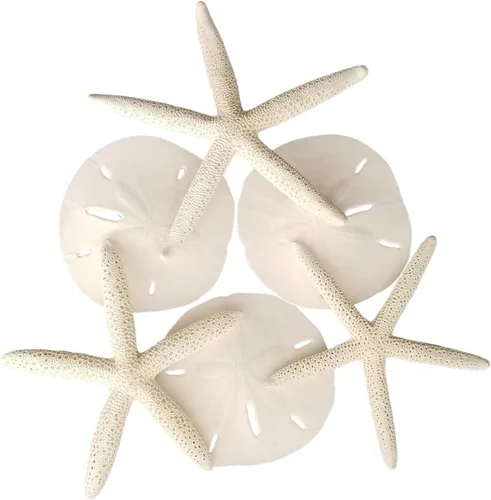 Miniatura 10 de Tumbler Home Conchas marinas grandes para decoración o pecera, decoración costera y náutica, soporte para plantas de aire, adornos de acuario