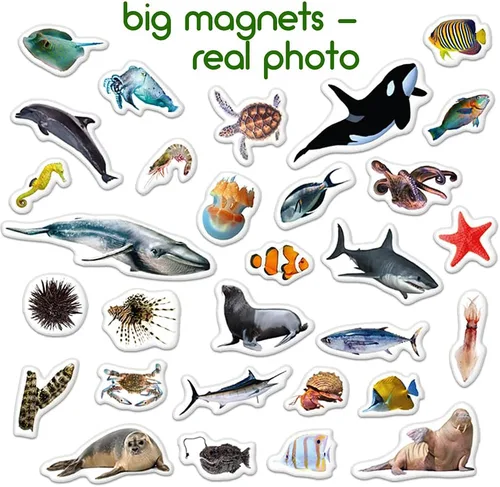 Miniatura 3 de Imanes de nevera para niños pequeños – magdum – 30 imanes de animales marinos para refrigerador – Imanes reales de animales del océano para niños