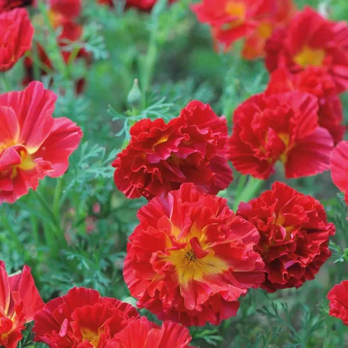 Outsidepride Semillas de amapola de remolino de cereza de California para plantar, 100 piezas anuales, tolerantes a la sequía y fáciles de cultivar