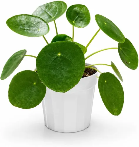 Miniatura 12 de Agloanema Garnet House Plant, Chinese Evergreen Live Plant for Indoor Spaces, Colorful Aglaonema Live Plant, Feng Shui Plants Live Houseplants for