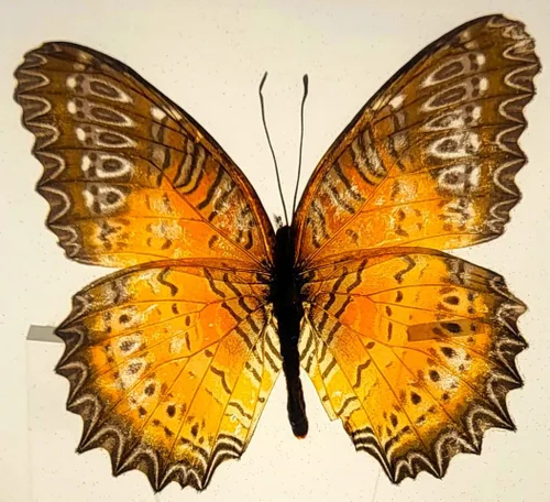Miniatura 33 de Mariposa Bluebottle real de 2.9 pulgadas en resina de Lucite transparente, grafio, sarpedón, colección de manualidades para biología, ciencias