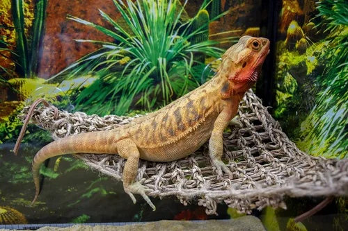 Miniatura 4 de PENN-PLAX Reptology Lizard Lounger Corner Triangle – 100% fibra de hierba marina natural – ideal para dragones barbudos, anoles, geckos, iguanas