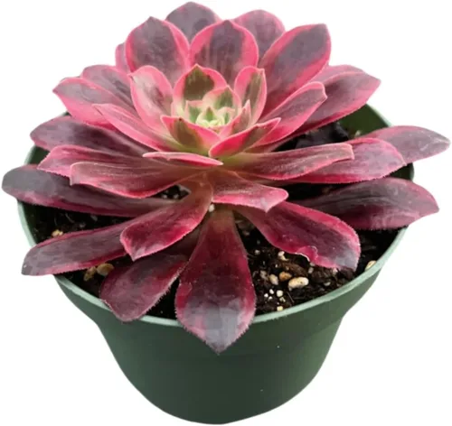 Miniatura 9 de 4" Plantas suculentas vivas Tradescantia Nanouk, suculentas en maceta de fácil cuidado, planta de interior, regalos únicos, decoración para el hogar