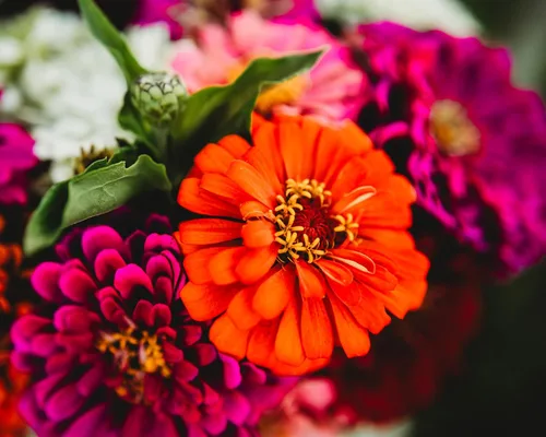 Miniatura 8 de Dahlia - Mezcla de zinnia florecida, 100 semillas, variedad de reliquia y polinización abierta, atrae mariposas y colibríes, semillas de flores sin