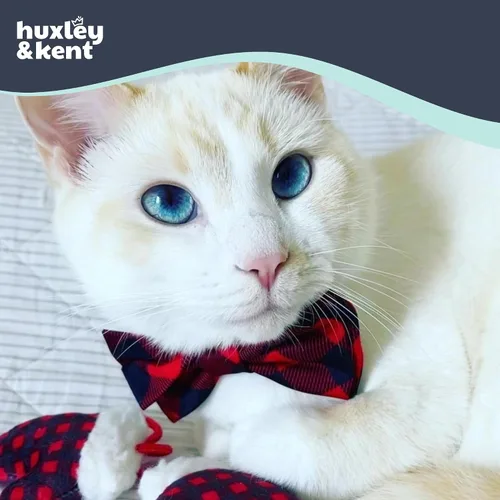 Miniatura 4 de Huxley & Kent Pajarita para mascotas para perros y gatos – Accesorio ajustable para collar de gancho y bucle para vacaciones de otoño – Lindo