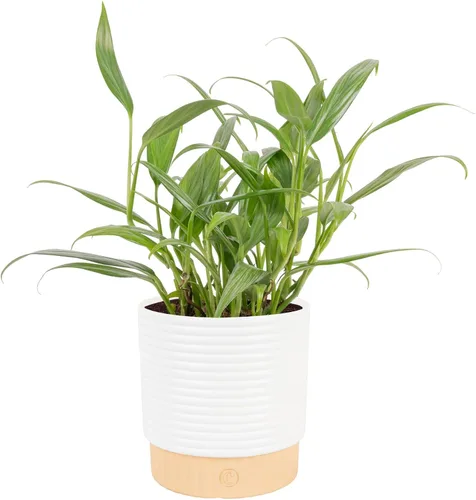 Miniatura 20 de Costa Farms Planta Pothos, hiedra del diablo en maceta decorativa, fácil de mantener, planta de interior purificadora de aire, enrejado, estante