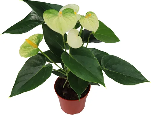 Miniatura 5 de Anthurium rosa - 4" de California Tropicals