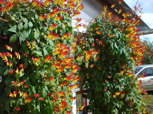Miniatura 4 de Semillas Firecracker Vine - Mina Lobata Quamoclit - Flores anuales para plantar - Sin OMG
