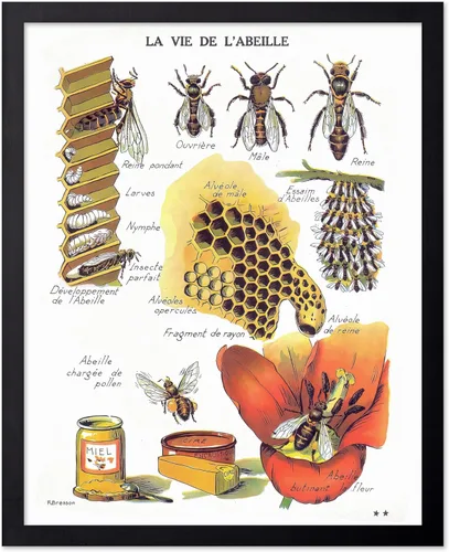 Miniatura 84 de Poster Master Póster vintage de miel, impresión retro de La Vie De L'Abeille, arte de panal de abeja, arte de pared de abeja, regalo para hombres