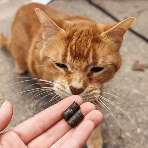 Miniatura 8 de Hemp Well Calm Cat Soft Chews - Fórmula para aliviar la ansiedad y el estrés, ingredientes orgánicos, calma y relaja, mejora el comportamiento, 60