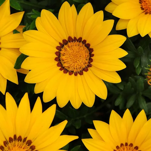 Miniatura 3 de New Day Series Gazania Flower Garden Seeds - Sombras de bronce - 100 semillas - Semillas anuales de jardinería de flores - Gazania splendens Rose