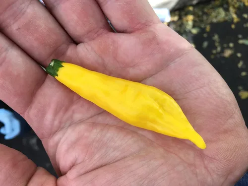 Miniatura 2 de Aji Lemon Drop Limon Kellu Uchu Chile Heirloom Pepper Paquete de semillas premium + más