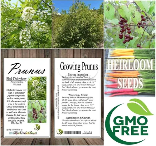 Miniatura 7 de Prunus virginiana (Chokecherry negro) Semilla de árbol, flores blancas fragantes, frutos rojos oscuros brillantes o negruzcos, elige
