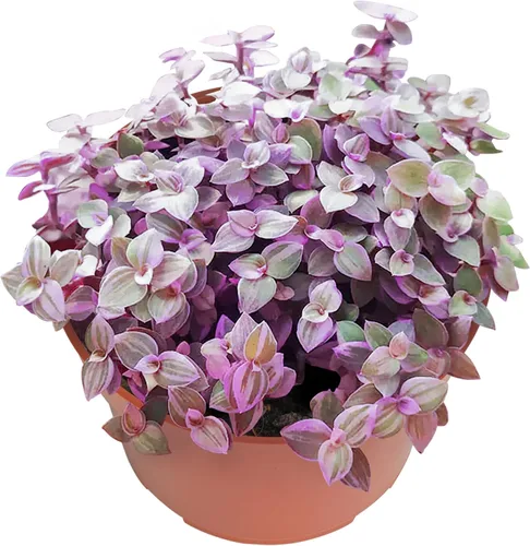 Miniatura 4 de Suculentas vivas Othonna Capensis Collar de Rubí (4 pulgadas), plantas suculentas totalmente enraizadas en macetas con tierra, planta