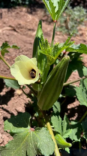 Miniatura 5 de Plant Good Seed Semillas orgánicas de Okra Cajun Jewel – Paquete de 40, semillas tradicionales para plantar verduras – Suministros de jardinería