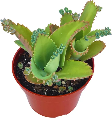 Suculentas vivas de 4 pulgadas, madre de miles, plantas suculentas vivas completamente arraigadas para decoración del hogar y la oficina, proyectos