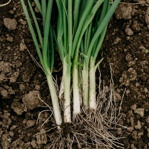 Miniatura 3 de Semillas de cebolla orgánicas (brotes de hoja perenne) – Aproximadamente 200 semillas – USDA orgánico, sin OMG, polinizado abierto, reliquia, origen