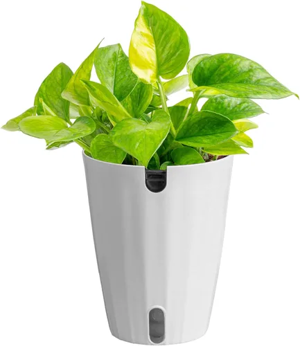 Miniatura 19 de Costa Farms - Aglaonema, planta de interior viva, auto-riego, maceta decorativa, 1 pie de alto, colección Trending Tropicals Maceta de decoración
