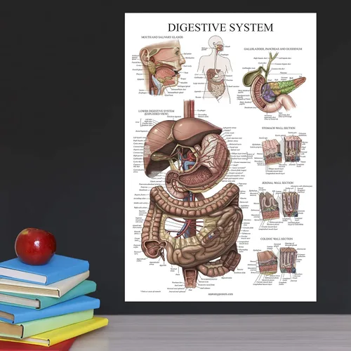 Miniatura 4 de Palace Learning Cuadro anatómico laminado del sistema digestivo - Cartel de anatomía gastrointestinal 18" x 24