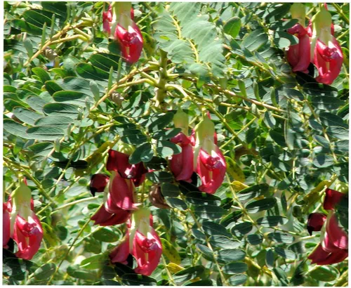 Sesbania grandiflora Colibrí 10 semillas de árbol brillantes como flores de guisantes tropicales, plantas ornamentales o estándares, semillas de