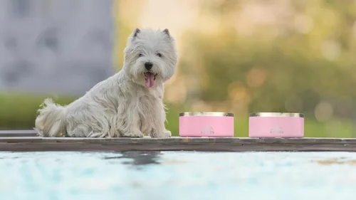 Miniatura 7 de Alpine Juego de 2 cuencos de acero inoxidable para perros, antideslizantes, cuenco de metal para mascotas para alimentos y agua, aislamiento de Azul