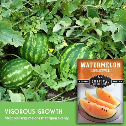 Miniatura 3 de Survival Garden Seeds -Semilla de sandía de naranja tierna para plantar - Paquete con instrucciones para plantar y cultivar deliciosas sandías en tu