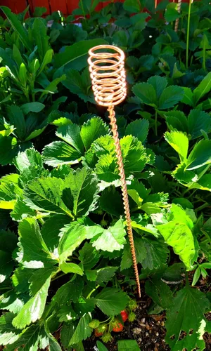 Miniatura 5 de Electroculture Grows - Juego de 5 estacas de cobre sólido de 18 pulgadas de largo, envueltas con cobre sólido puro