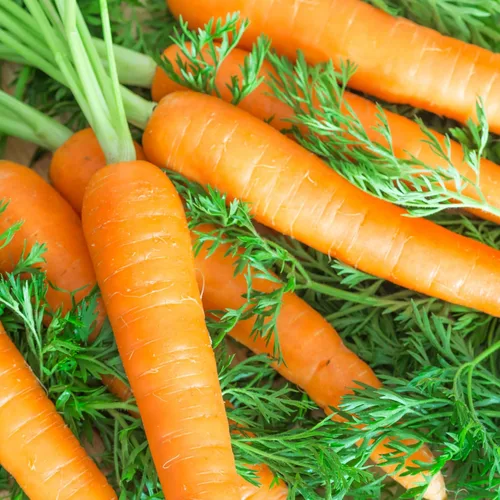 Miniatura 7 de Seed Needs, Tendersweet Semillas de zanahoria – 800 semillas de reliquia para plantar Daucus carota – Cultivadas en casa sin OMG y sin tratar