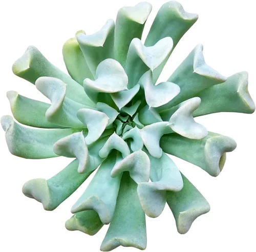 Miniatura 17 de Echeveria Lola - Planta suculenta saludable Echeveria Live de fácil cuidado para interiores, totalmente arraigada en tamaños de 2/4/6 pulgadas
