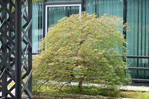 Miniatura 2 de 10 Upright Green LACELEAF Maple Japanese Seiryu Acer Palmatum Dissectum Viridis Tree Seeds