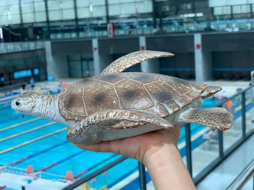 Miniatura 7 de Gemini&Genius Juguetes de Tortugas Marinas Figura de Acción de Animales Marinos, Juguete de Plástico de Tortuga Marina, Ideal para Baño de Niños